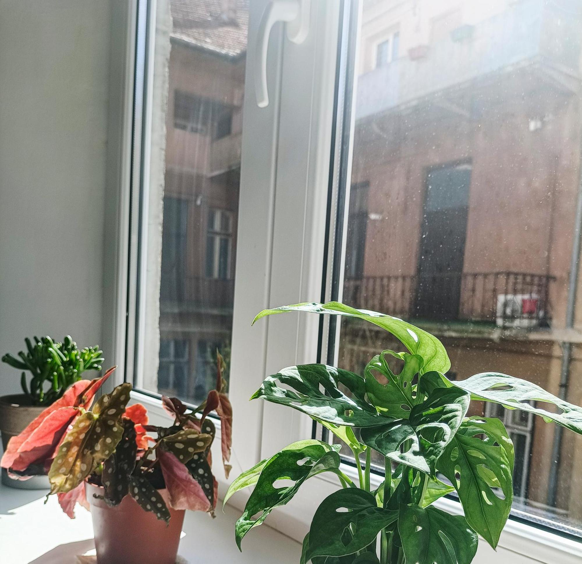 Friendly Little Studio Μπρασόβ Εξωτερικό φωτογραφία